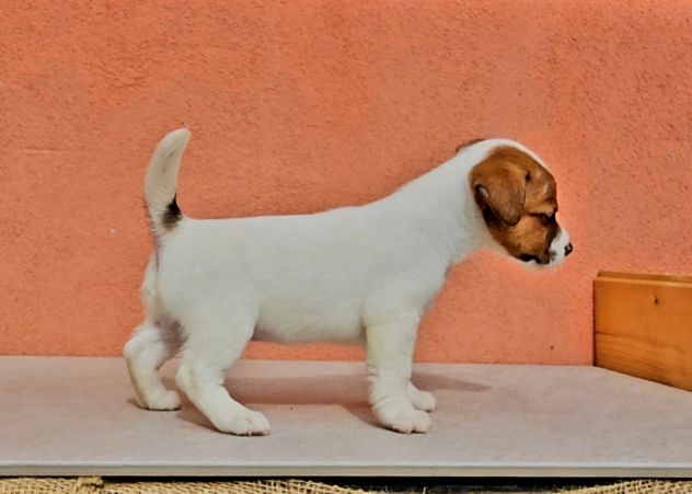 Cuccioli di Jack Russell - Foto 7