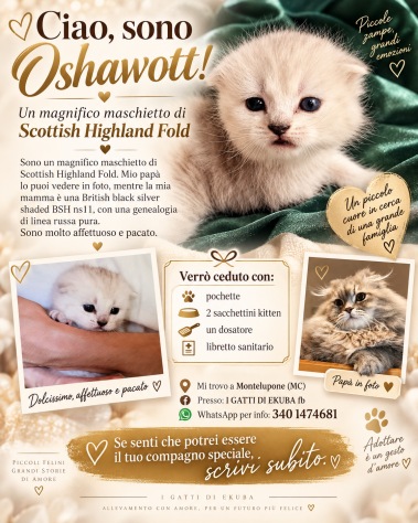 Gatto Highland Fold chinchillà + Kit regalo - Foto 9