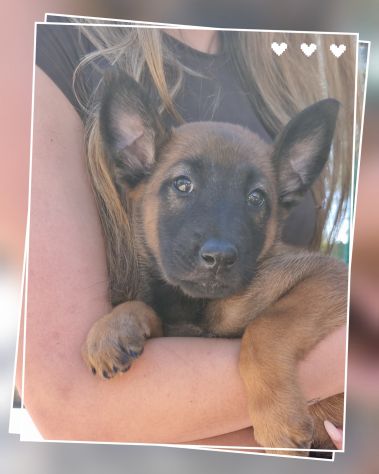 Cuccioli Pastore Belga Malinois Reggio Calabria Cosenza Catanzaro Crotone
