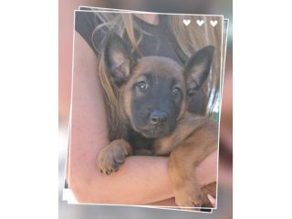 Cuccioli Pastore Belga Malinois Reggio Calabria Cosenza Catanzaro Crotone