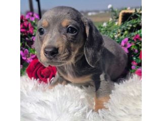 Bassotto nano tedesco cucciolo - manto blu- pag in comode rate