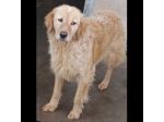 MAVI DOLCE E DISCRETA CAGNOLINA IN ADOZIONE