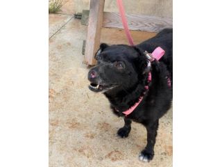 Ninuccia una dolce cagnolina aspetta una famiglia