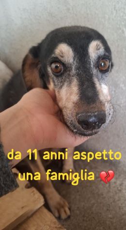ERCOLINO 11 ANNI 14 kg circa IN CANILE