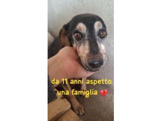 ERCOLINO 11 ANNI 14 kg circa IN CANILE