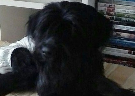 LUCILLA, cagnolina automunita - Foto 2