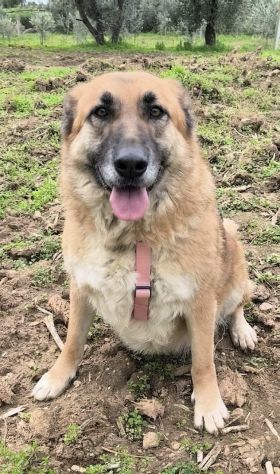 SALLY dolce pastorina è da tanto che attende una famiglia... apri il suo box - Foto 3