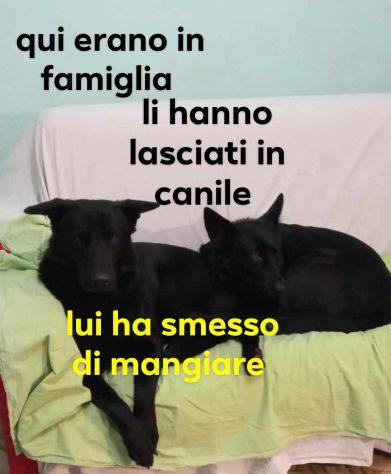 COPPIA PASTORI TEDESCHI NERI PURI