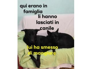 COPPIA PASTORI TEDESCHI NERI PURI