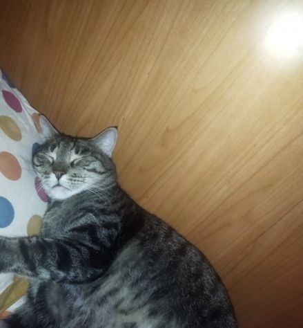 GATTI ANZIANI - Foto 7