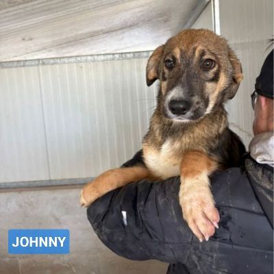CUCCIOLI IN ADOZIONE: JOHNNY ADORABILE LUPETTO