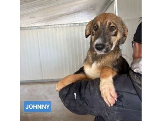 CUCCIOLI IN ADOZIONE: JOHNNY ADORABILE LUPETTO
