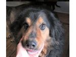 CANE IN ADOZIONE: ARDIAN, simil bernese