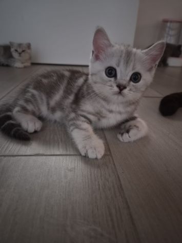Cuccioli scottish straight e fold