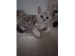 Cuccioli scottish straight e fold