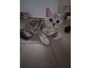 Cuccioli scottish straight e fold