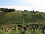 Terreno edificabile in vendita a Ziano Piacentino