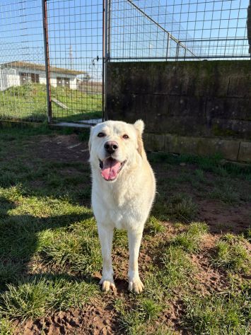 Lady simil Labrador - Foto 3