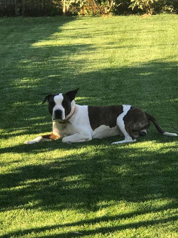 DINO, American Staffordshire Terrier - Foto 4