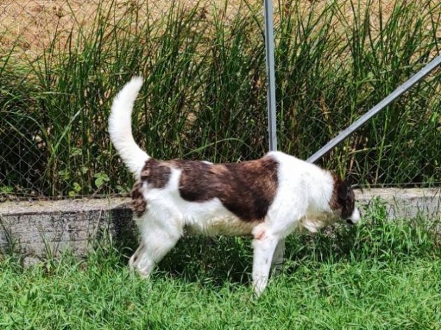 DOC LA DOLCEZZA, cane in adozione - Foto 6