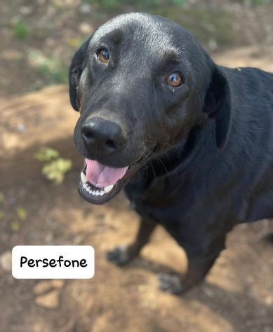 Persefone simil labrador - Foto 3