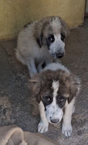 CUCCIOLE 4 MESI TAGLIA MEDIA GRANDE