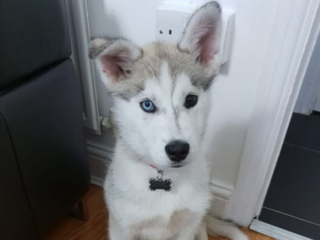 Regalo Cuccioli di siberian husky - Foto 2
