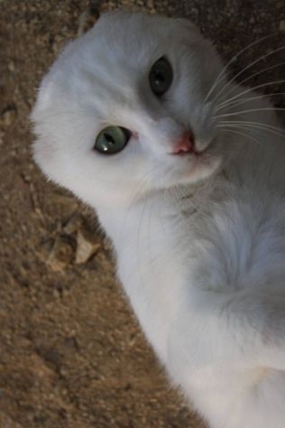 Meringa gattina , adozione del cuore - Foto 3
