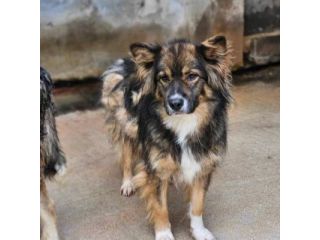 Yuki meraviglioso cagnolino in adozione