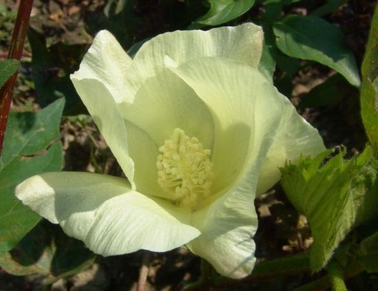 Semi pianta del cotone