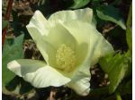Semi pianta del cotone