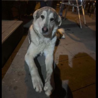 CUCCIOLONE IN ADOZIONE - Foto 4