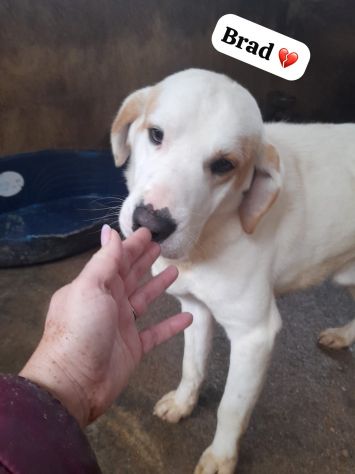 BRAD 3 ANNI TAGLIA GRANDE - Foto 4