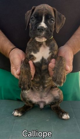 Cuccioli boxer da Riproduzione Selezionata - Foto 5