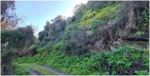 Immobile in asta di 22900 m² in vendita a Fordongianus - Foto 6