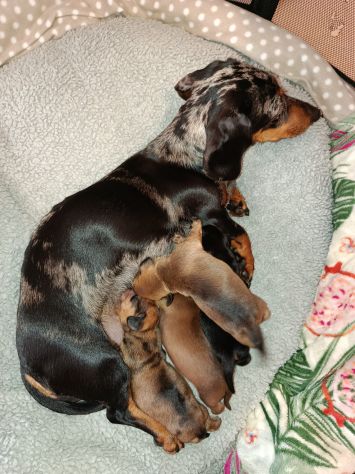 Cuccioli di bassotto nano - Foto 3
