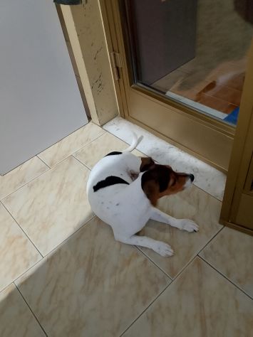 Regalo cane - Foto 2