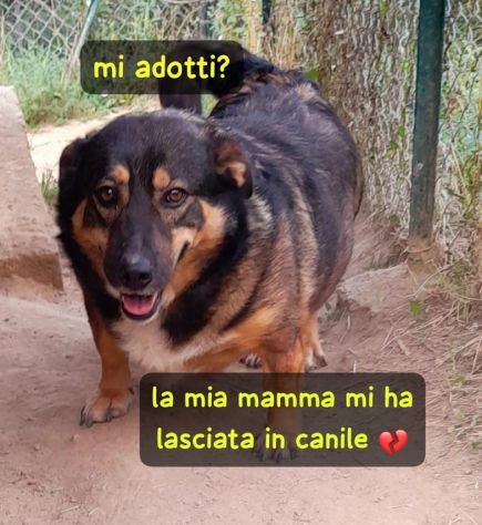 BETTY BASSOTTONA 6/7 ANNI 25 KG IN CANILE DA ANNI - Foto 2