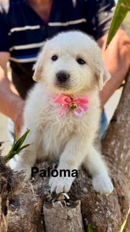 Cuccioli di maremmano - Foto 5