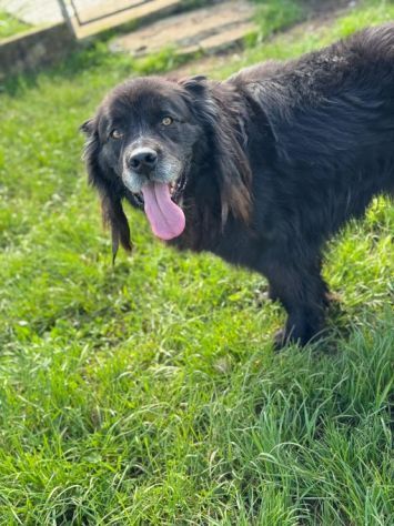 NADAL, SIMIL TERRANOVA adorabile tenerone, cane in adozione tg media - Foto 6