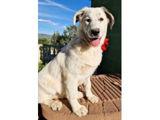 UNA FAMIGLIA PER LA MERAVIGLIOSA DAISY