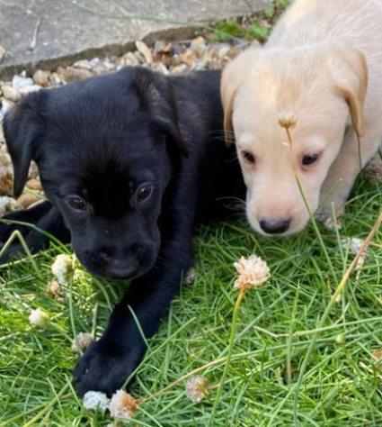 Cuccioli di labrador