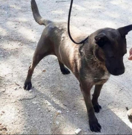 Ruben 6anni manto nocciola,molto triste,cresce in box PUGLIA - Foto 4