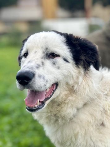 Il dolce Snoopy cerca la sua famiglia questa volta per sempre - Foto 8