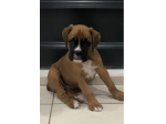 Due bellissimi Boxer in Adozione