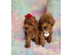 Fantastici Barboncino Toy Rosso cuccioli