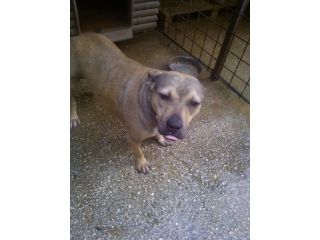 TRILLI, giovane pitbull