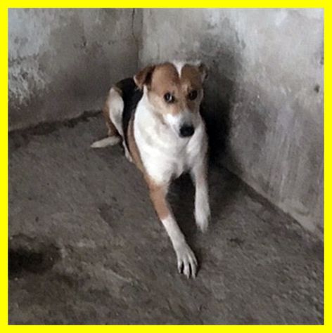 MERYL, CAGNOLINA SPAVENTATA SOLA IN CANILE CERCA CASA - Foto 3