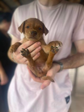 Saretta cucciola - Foto 3