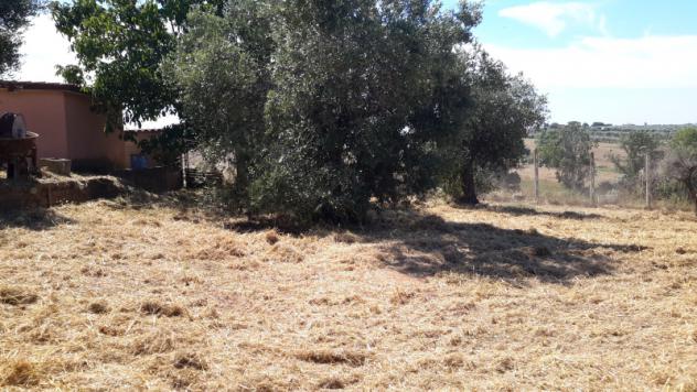 TERRENO AGRICOLO di 1300 mq (POMEZIA) rif. C/305 - Foto 11